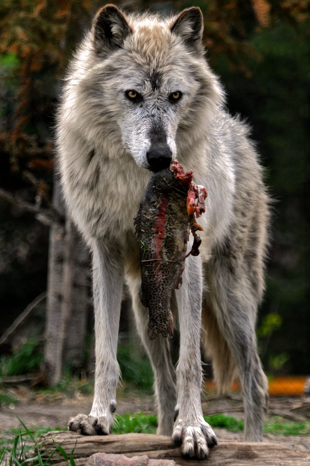 Свирепый волк