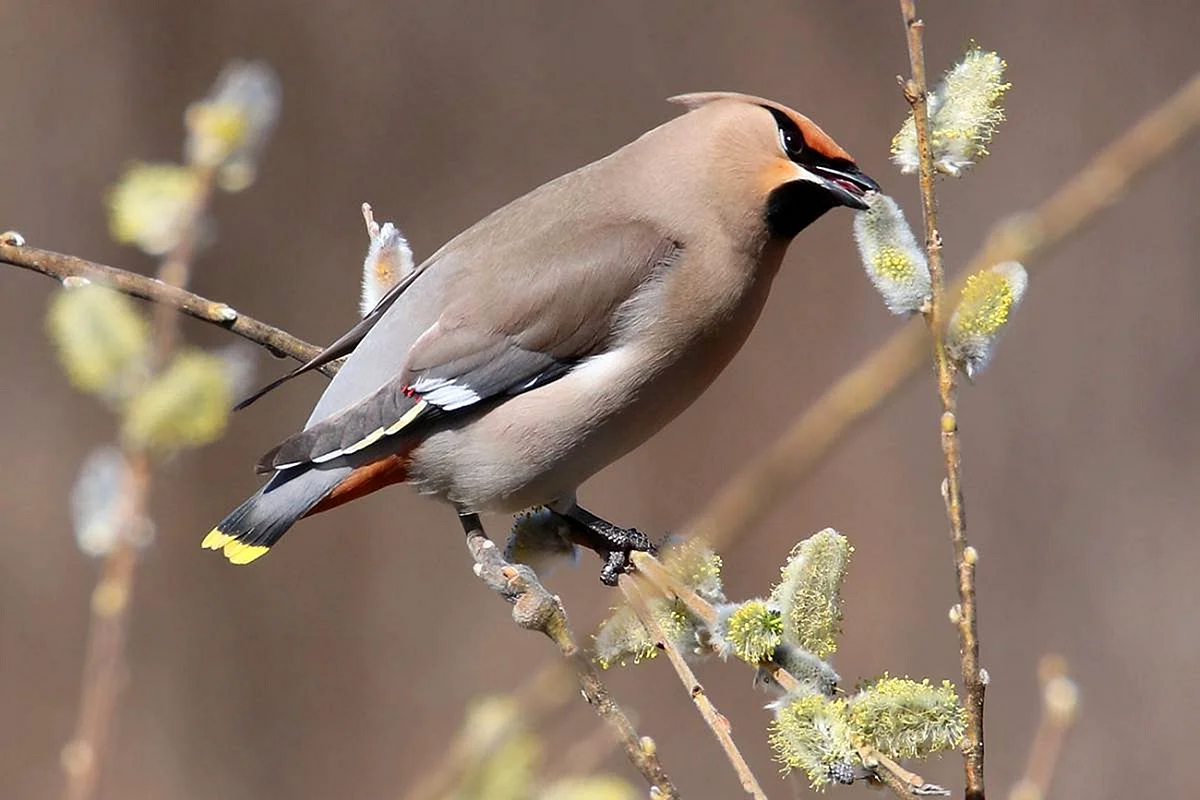 Свиристель - Waxwing