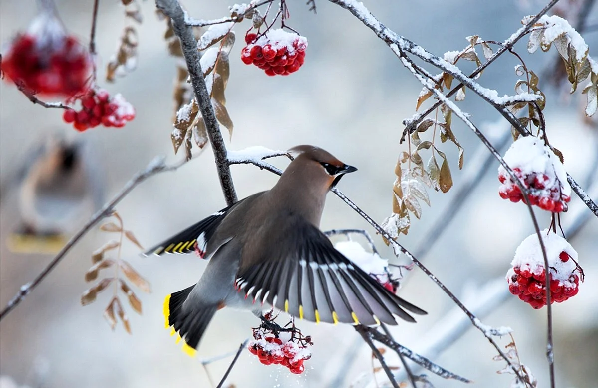 Свиристель зимующая птица зимой
