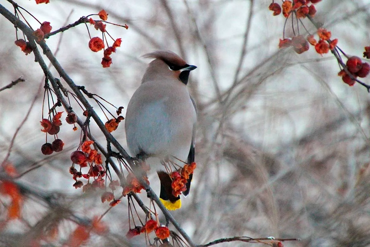 Свиристель зимующие птицы Алтайского края