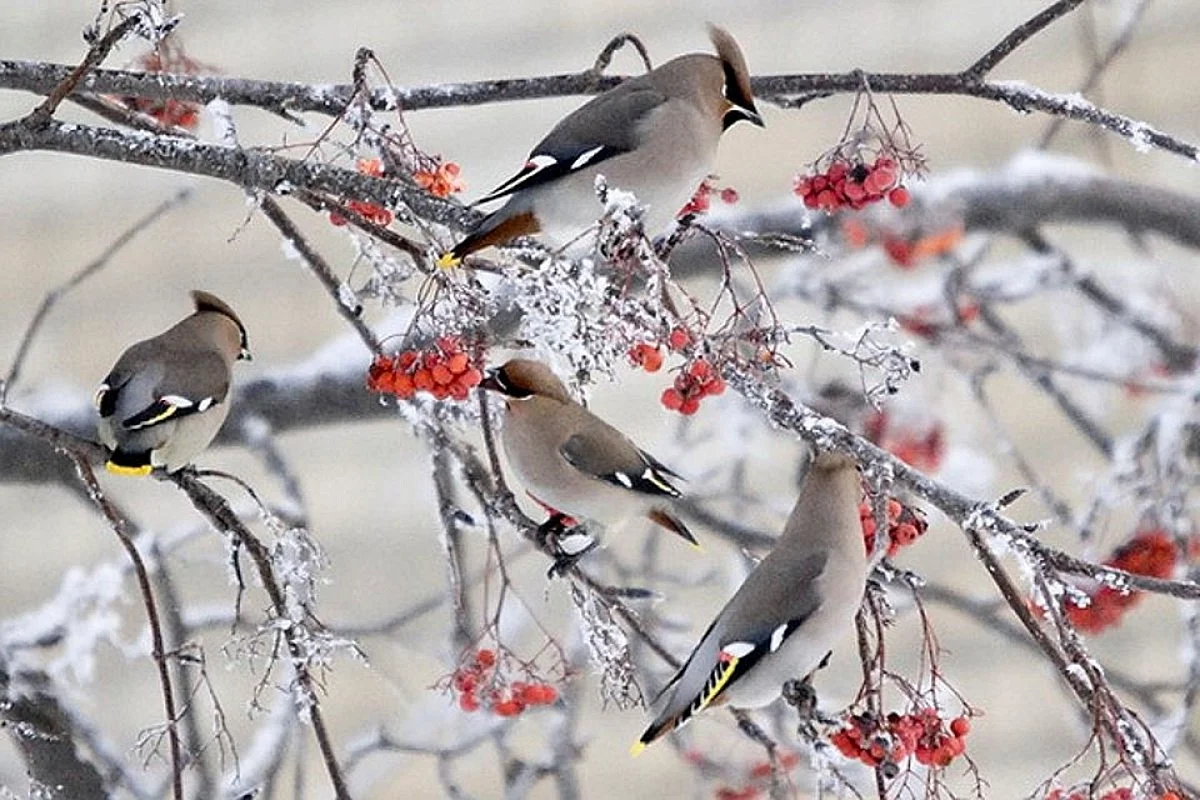 Свиристель зимующие птицы Урала