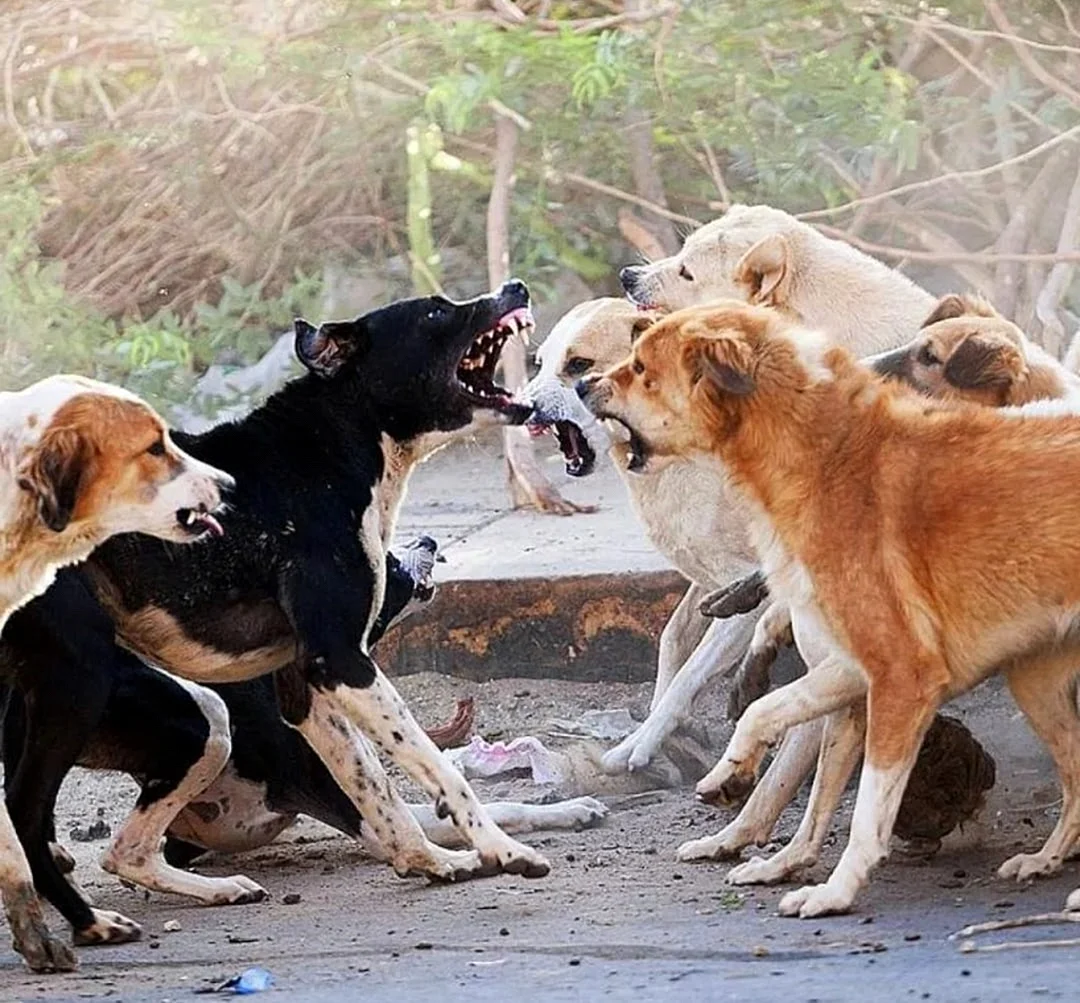 Атакующие собаки