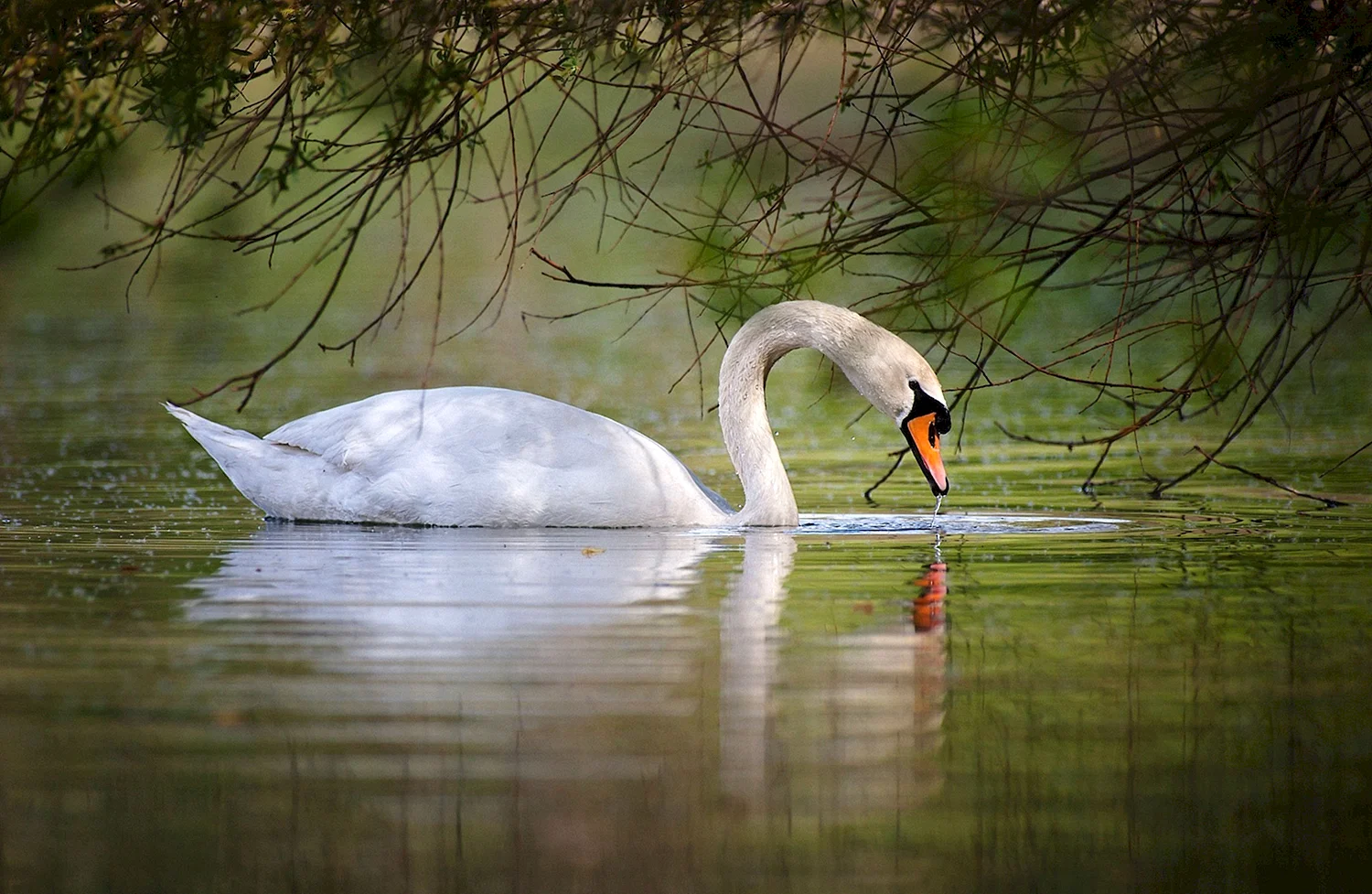 Swan Grace