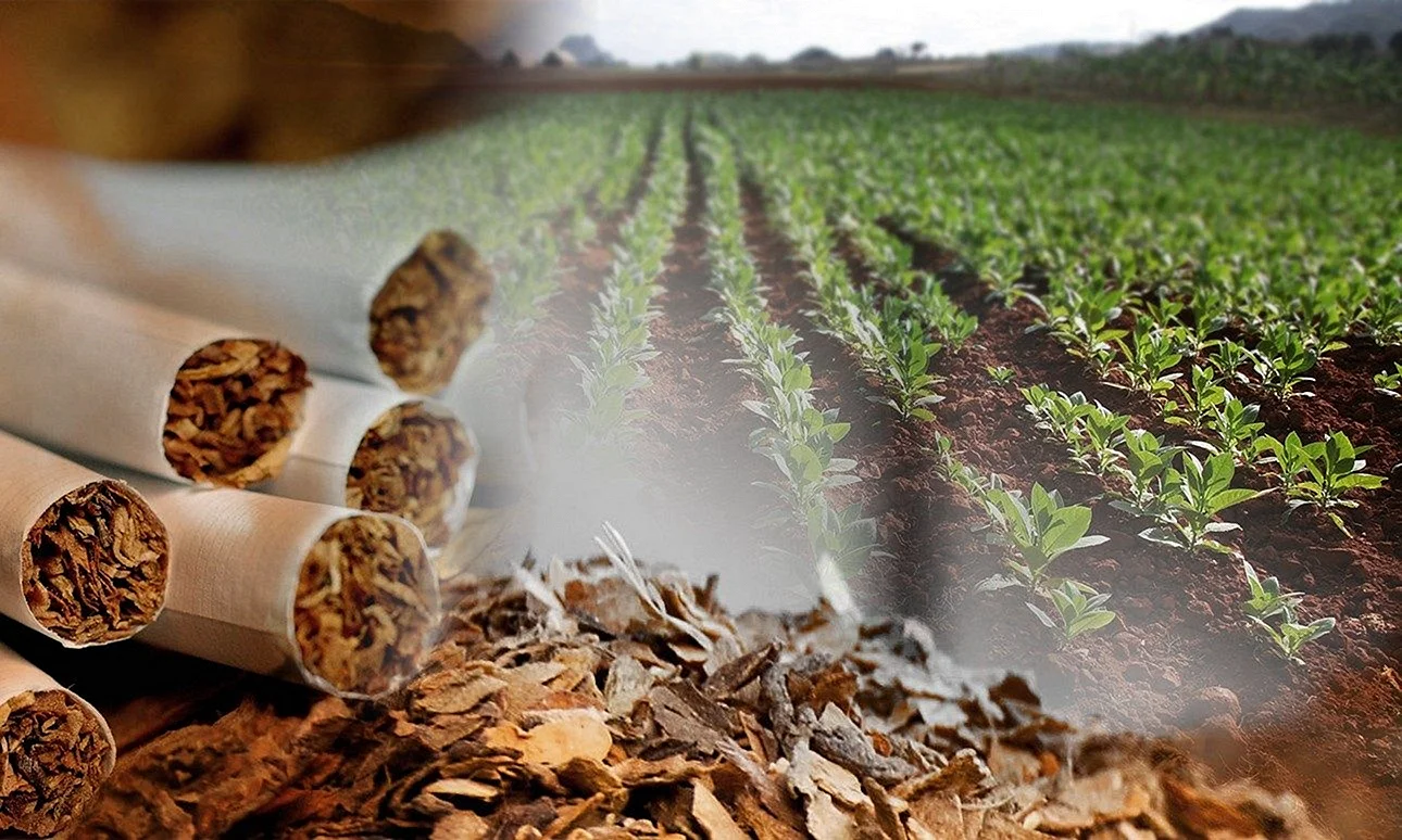 Табачная промышленность и экология