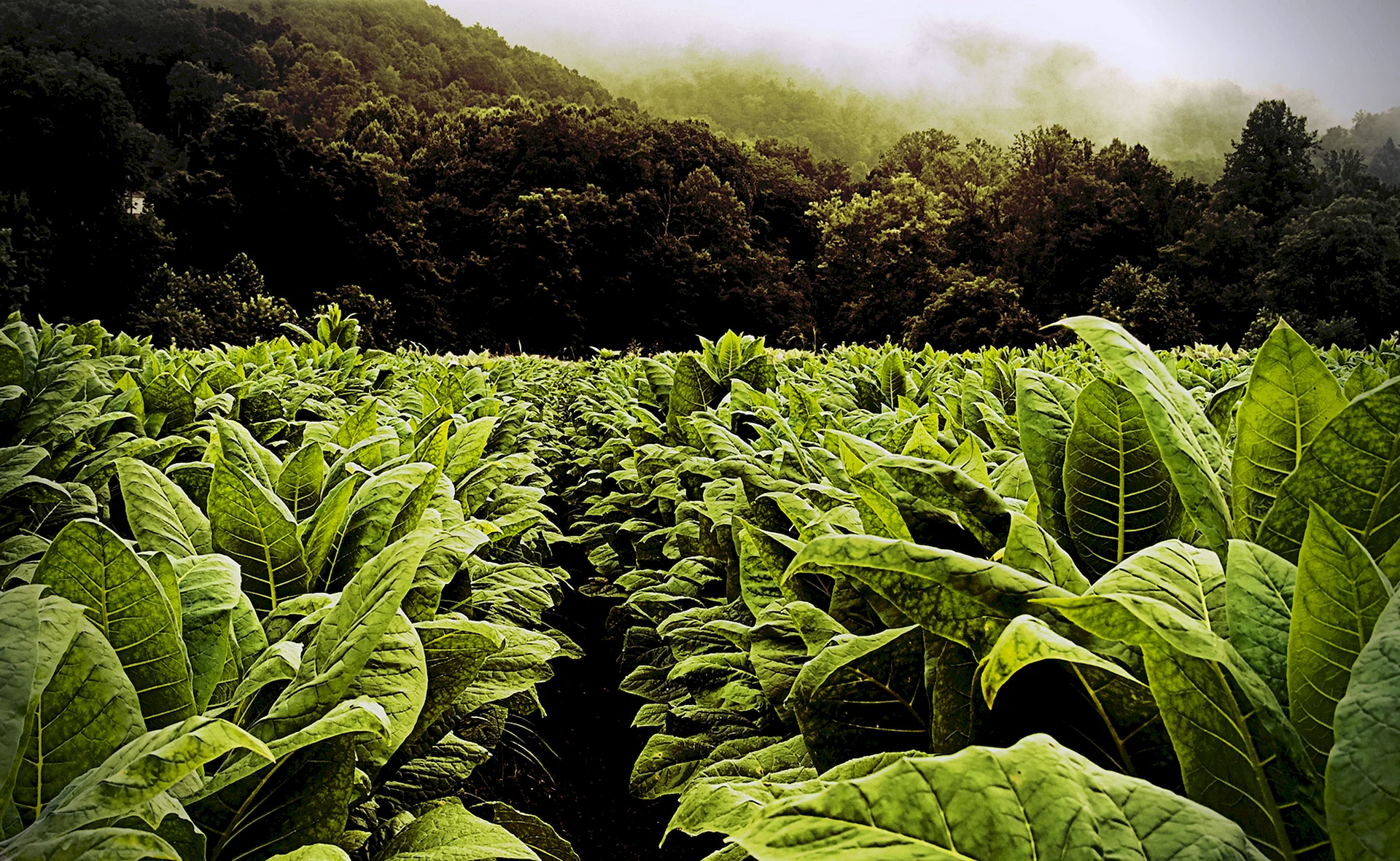 Табак Вирджиния плантация