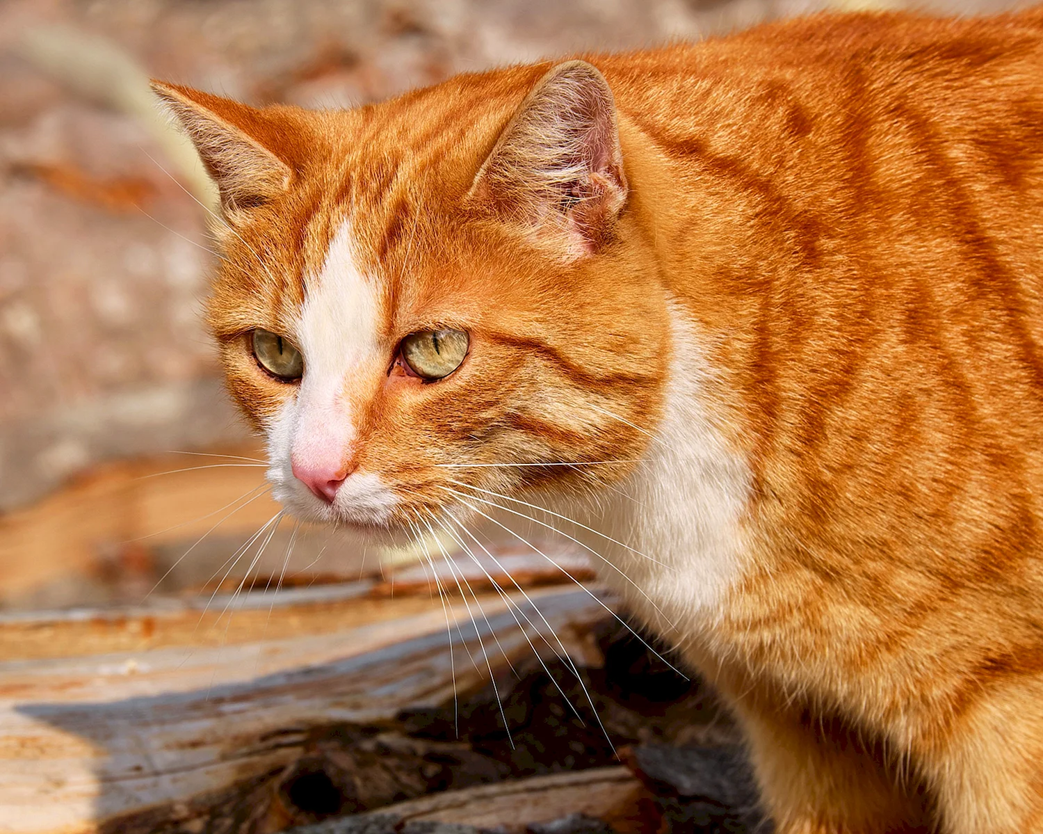 Tabby Cat рыжий