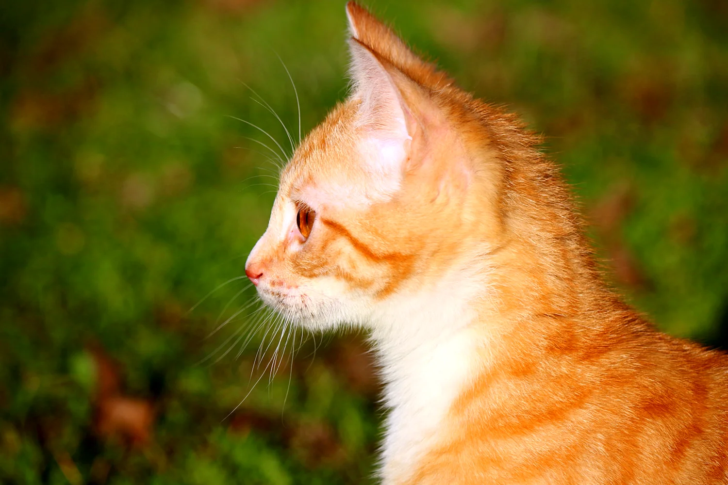Tabby Cat рыжий