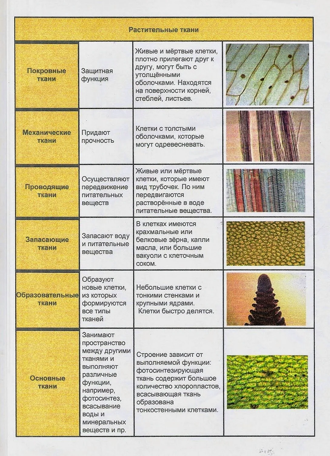 Таблица функции растительных тканей