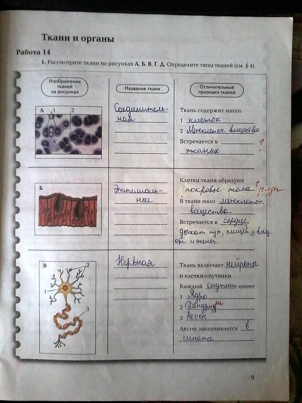 Таблица ткани 8 класс биология драгомилов