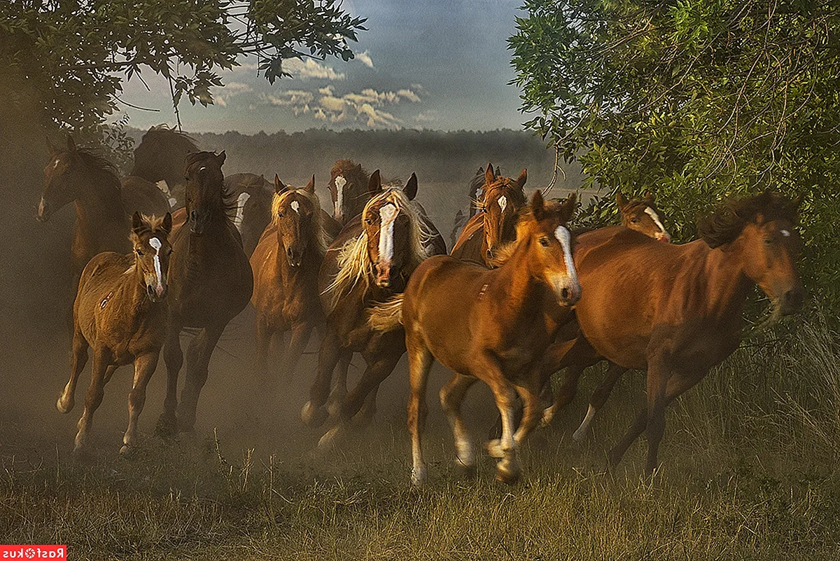 Табун коней бегает Башкирия