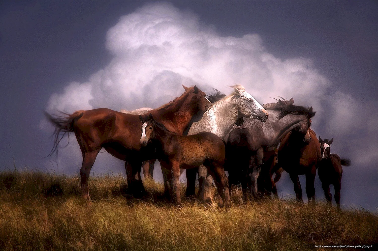 Лошади табун (60 фото)