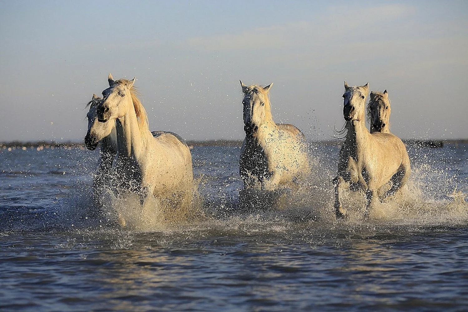 Табун лошадей у воды