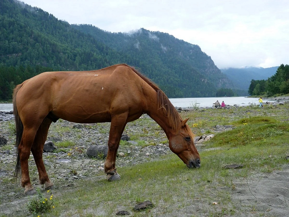 Табун лошадей в Горном Алтае