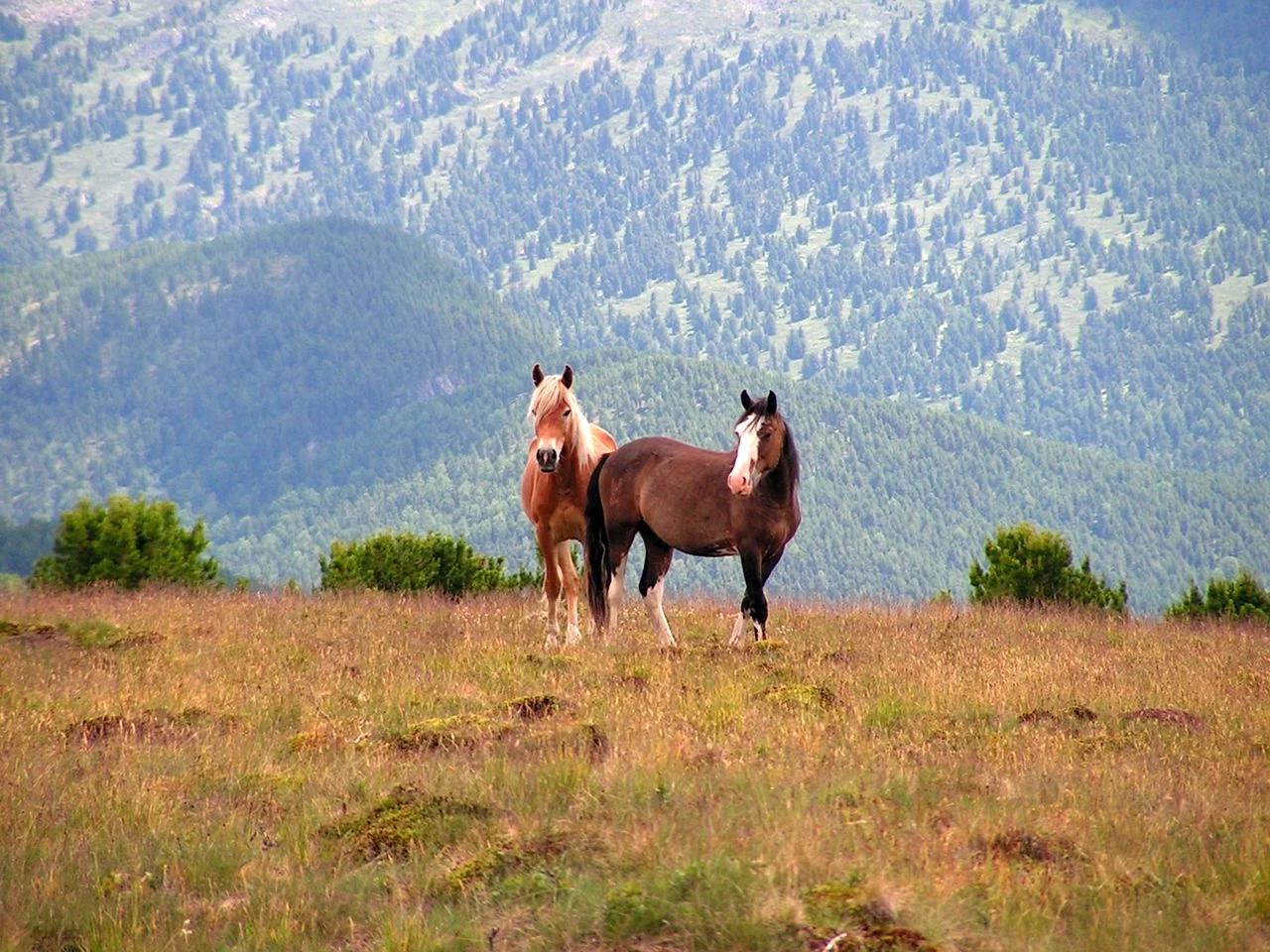 Табун лошадей в Горном Алтае