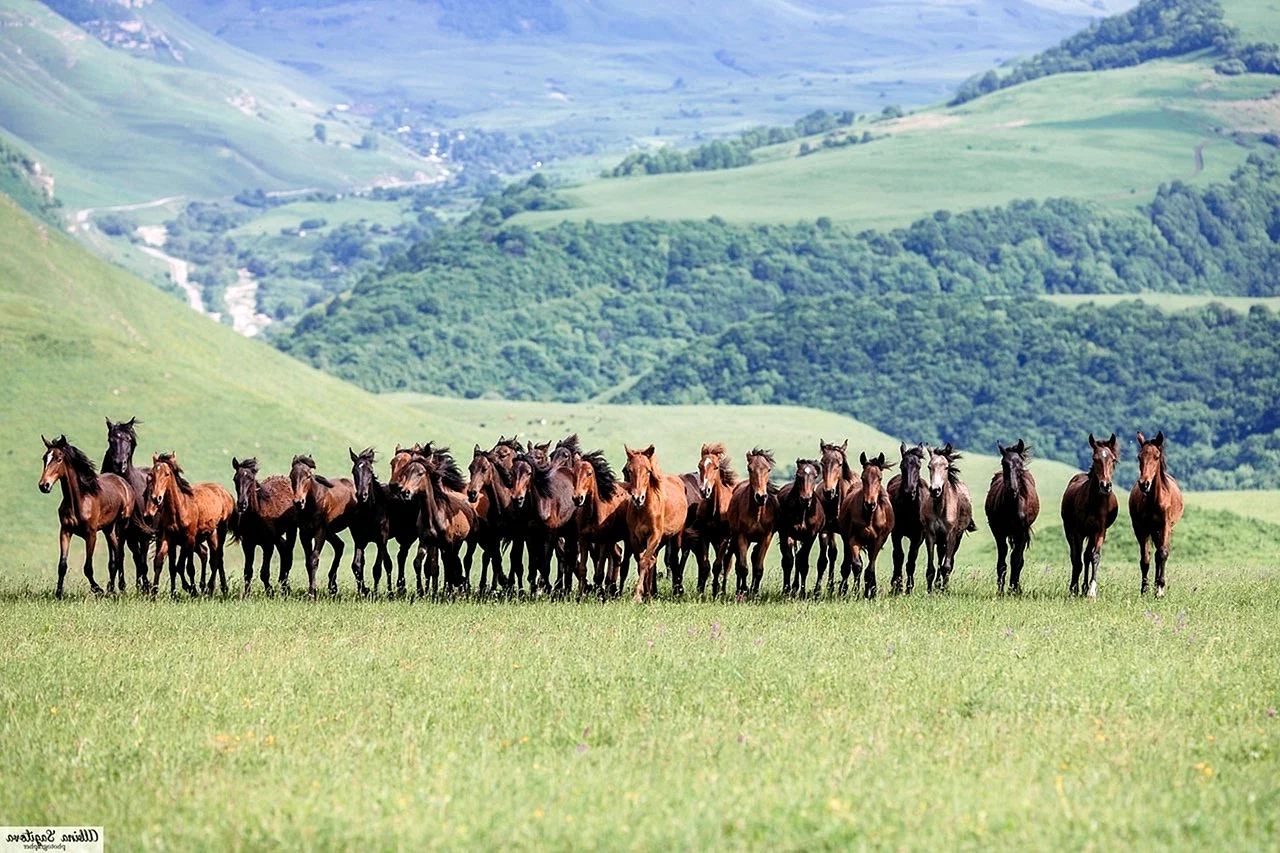 Табун лошадей в Карачаево Черкесии