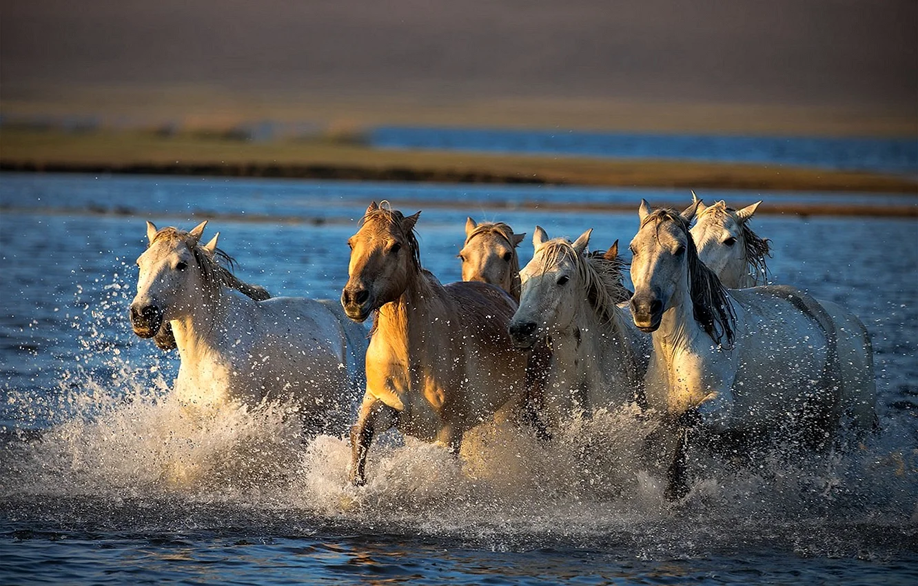 Табун лошадей в реке
