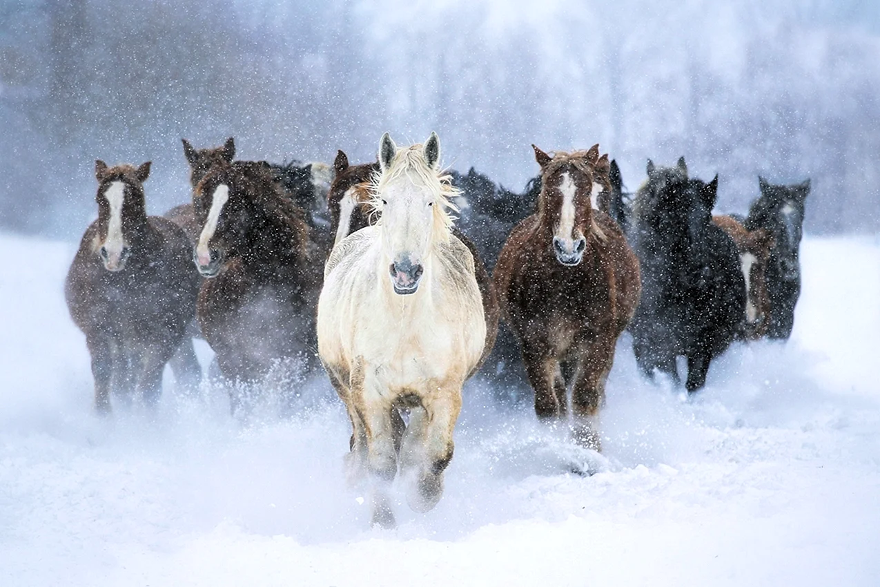 Табун лошадей зимой