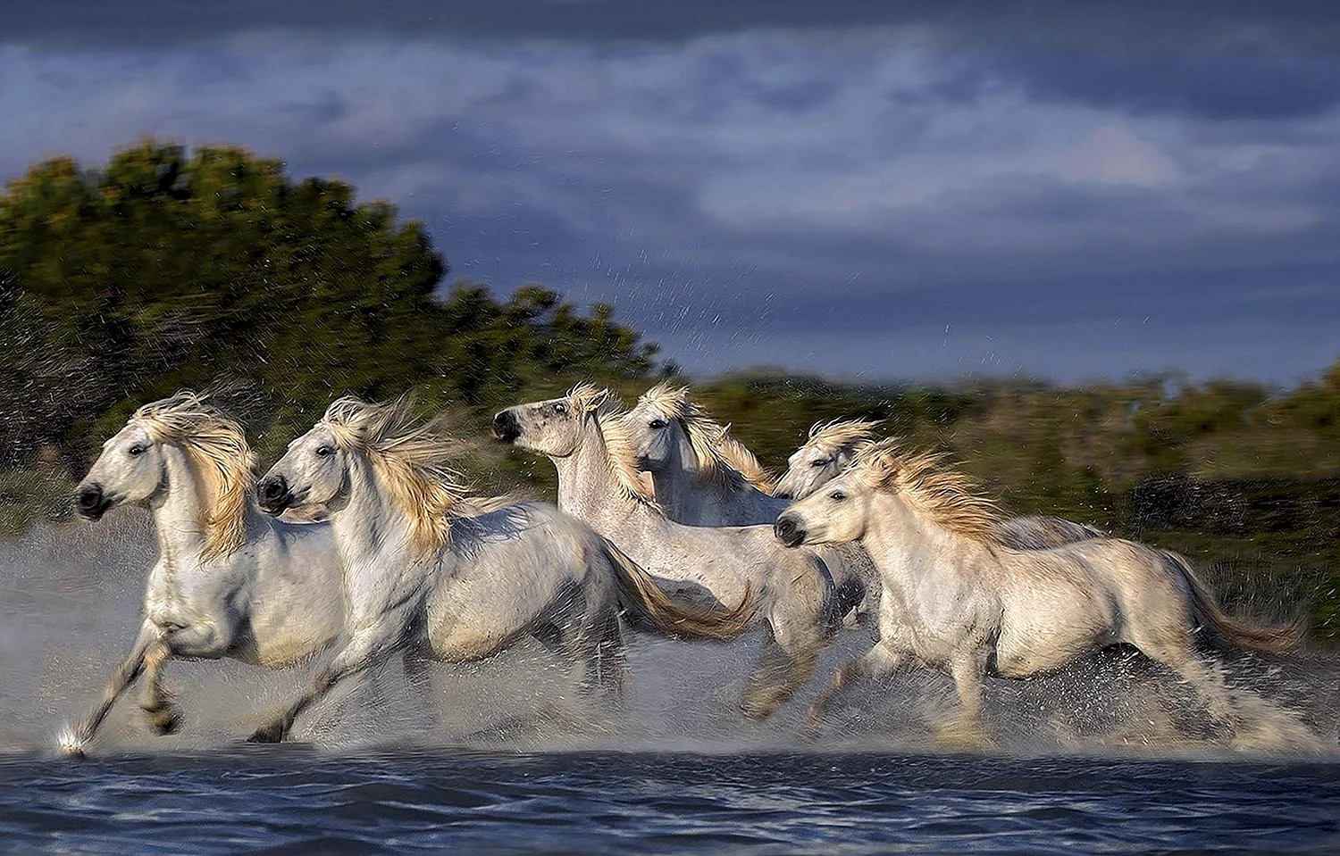 Табуны лошадей в дикой природе