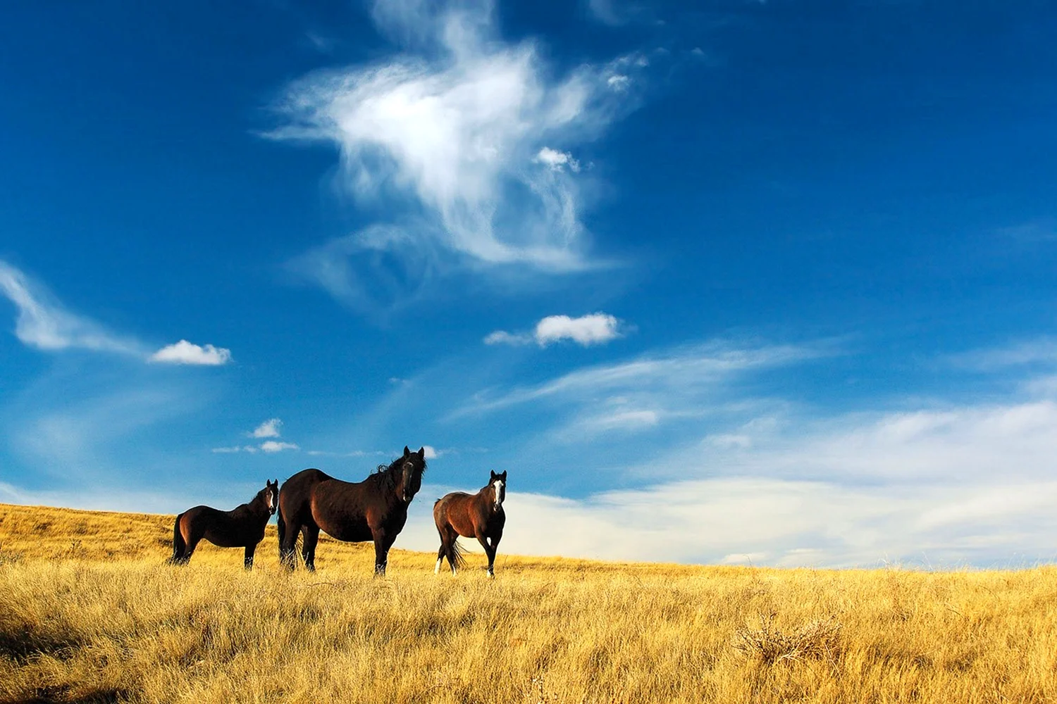 Табуны лошадей в степях Казахстана