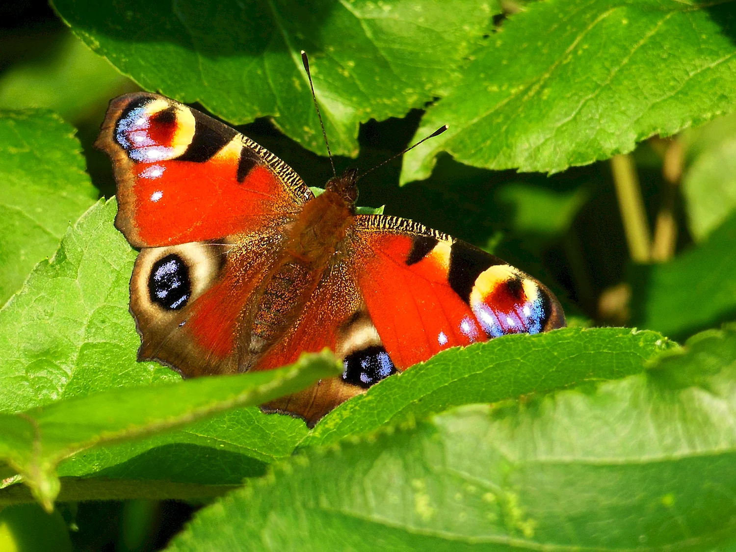 Tagpfauenauge бабочка