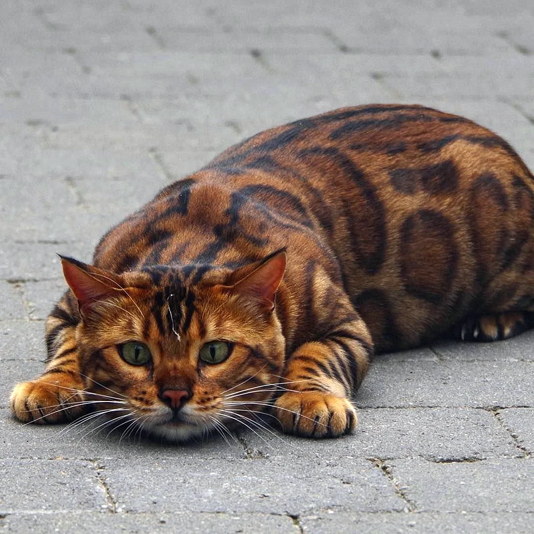 Тайгер бенгальский кот