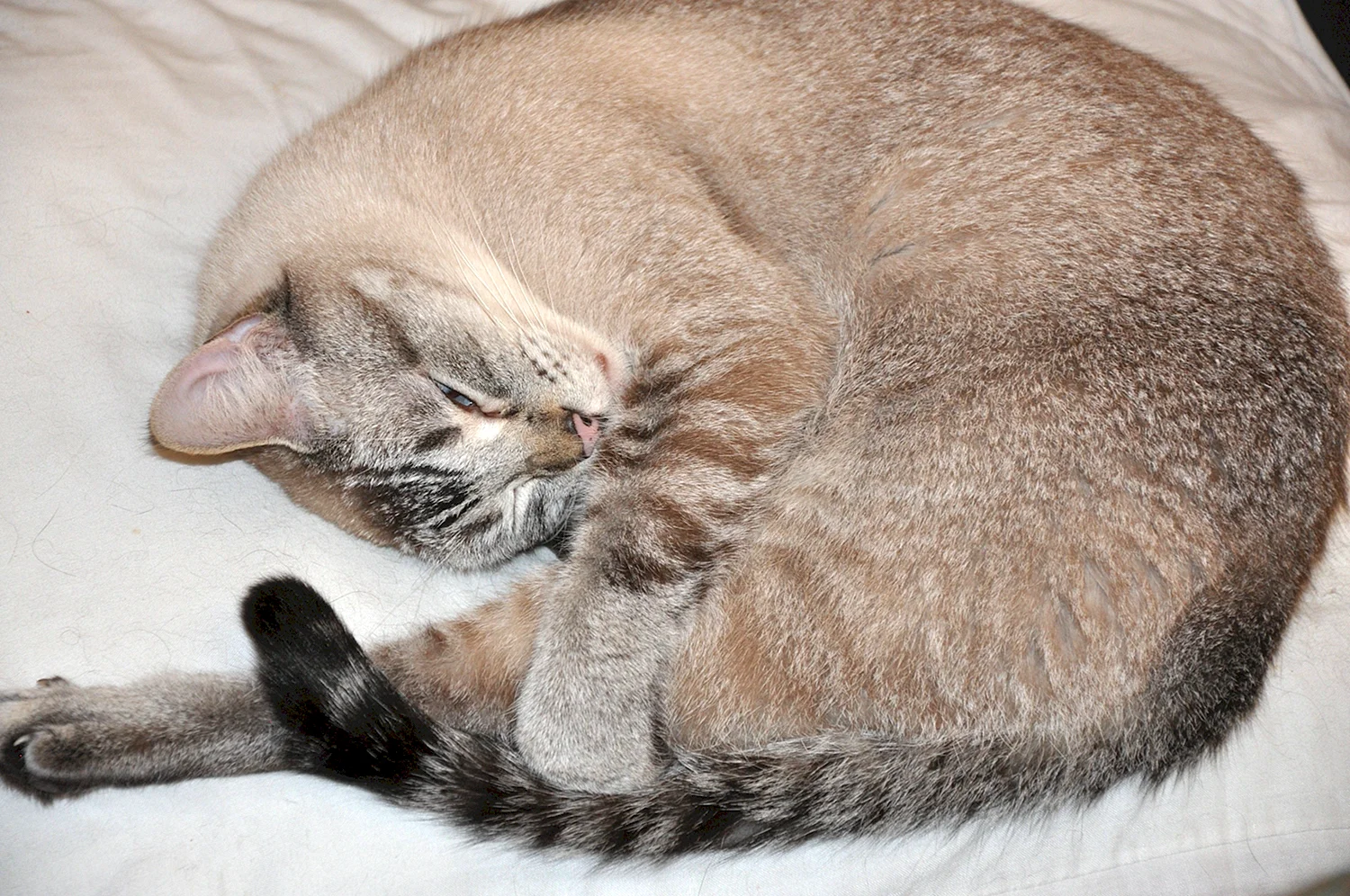 Тайская кошка сил тебби Пойнт спит