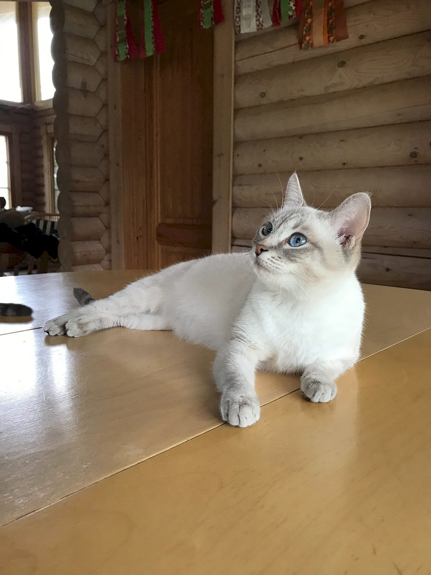 Тайская кошка табби Пойнт