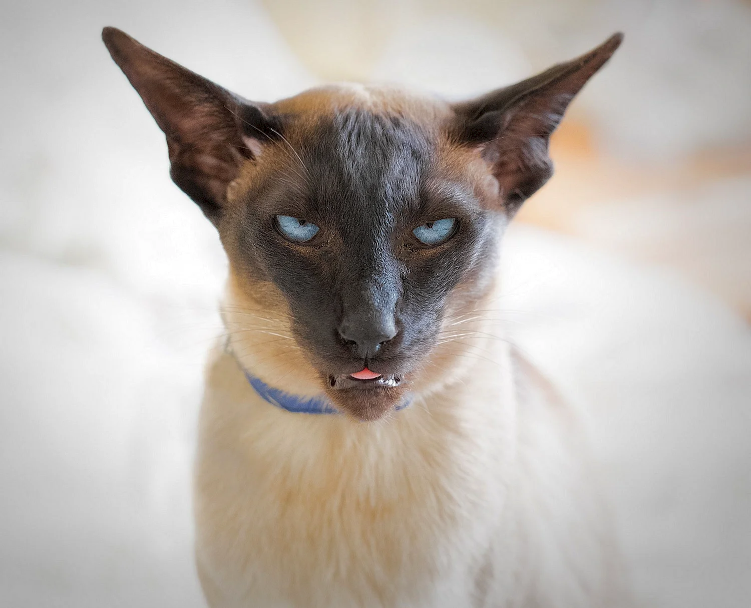 Тайская Ориентальная кошка