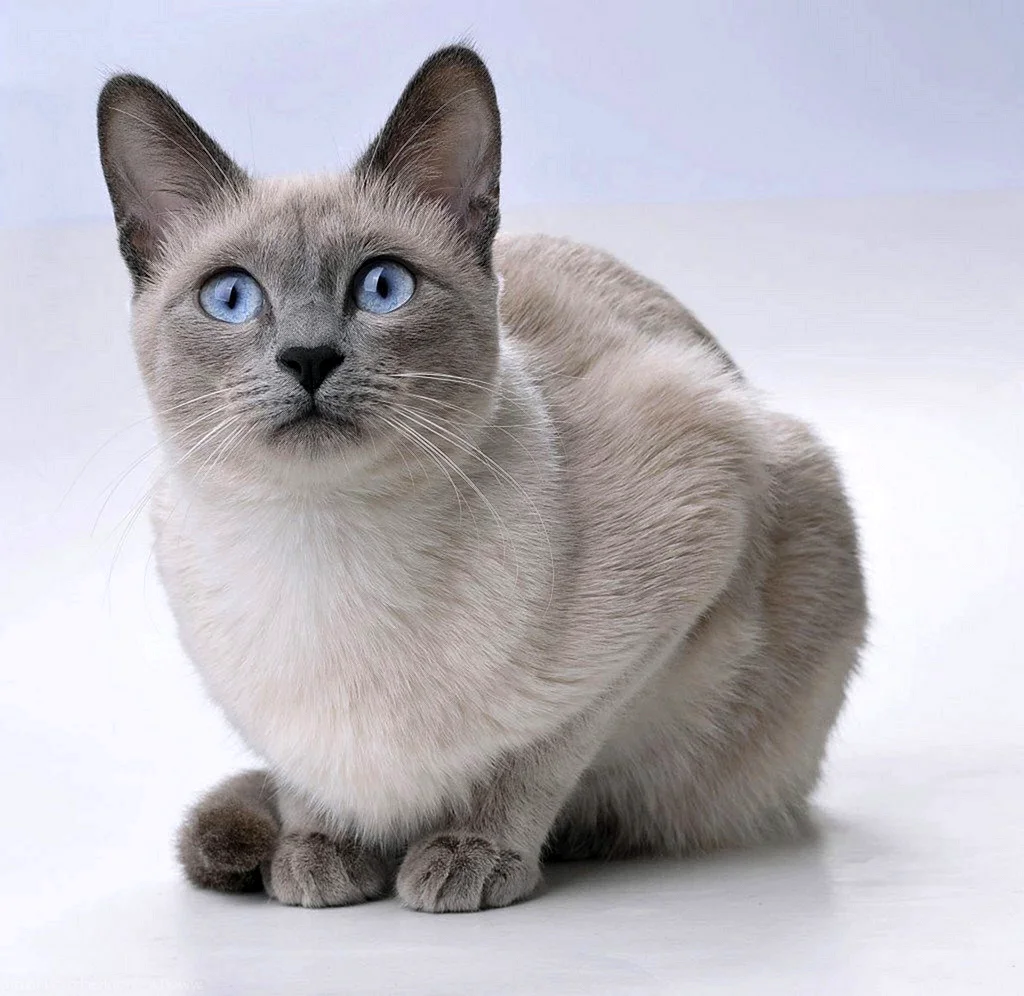 Тайский кот Блю Пойнт