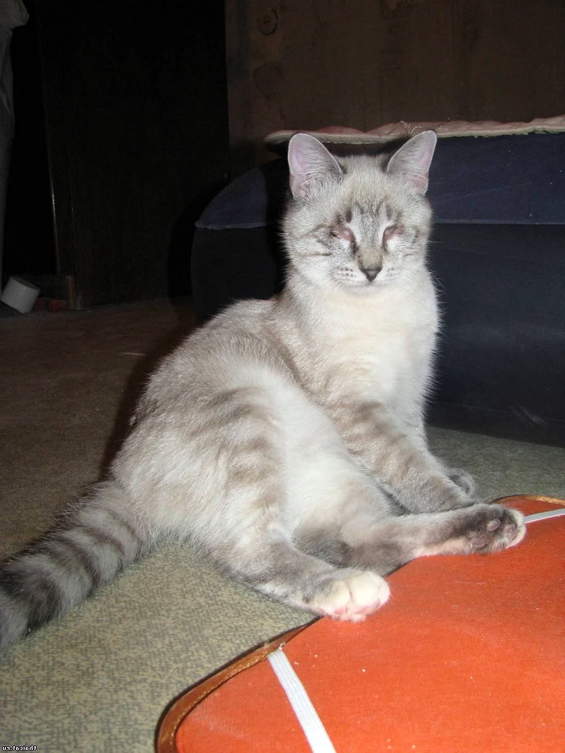 Тайский кот метис Сибирский
