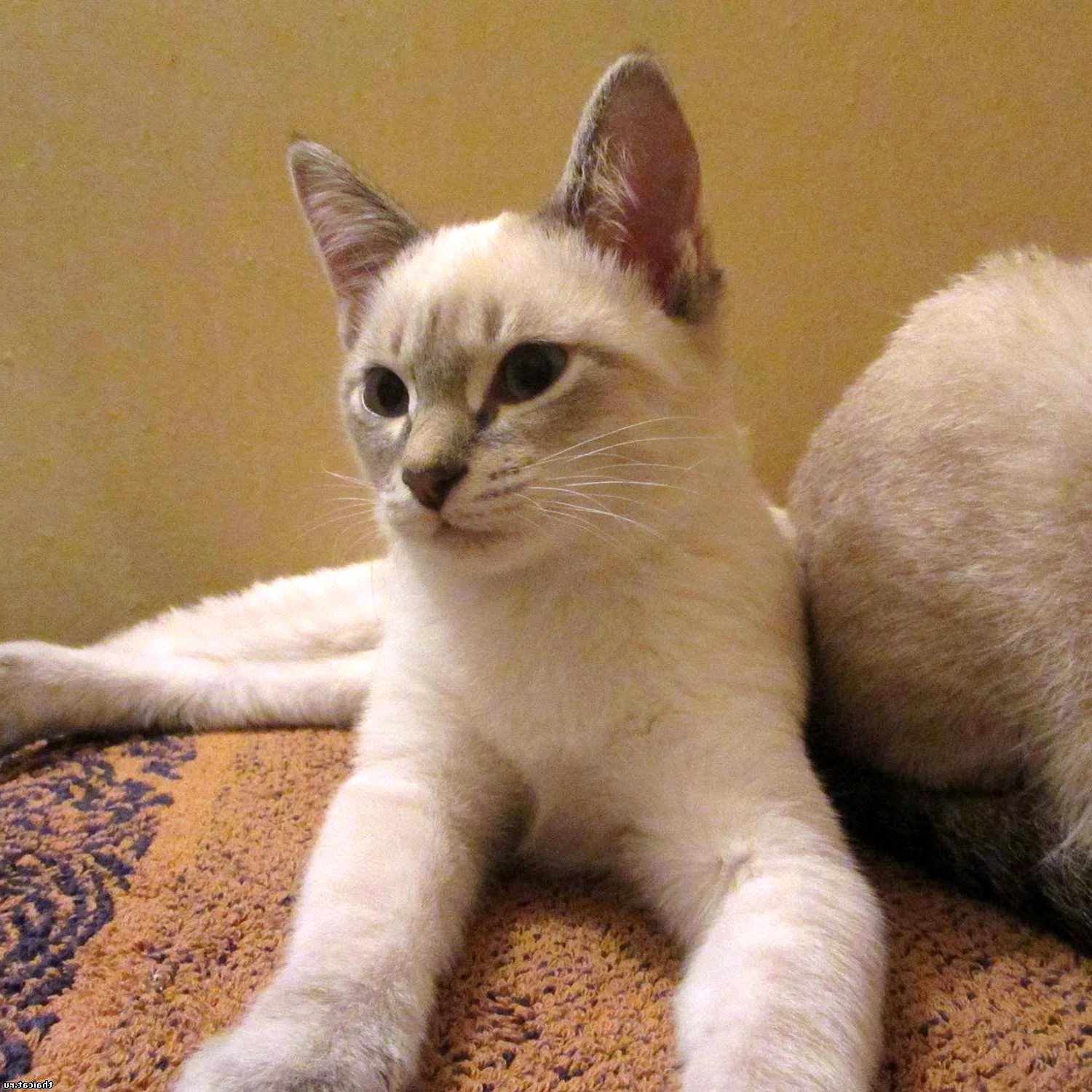 Тайский кот табби Пойнт