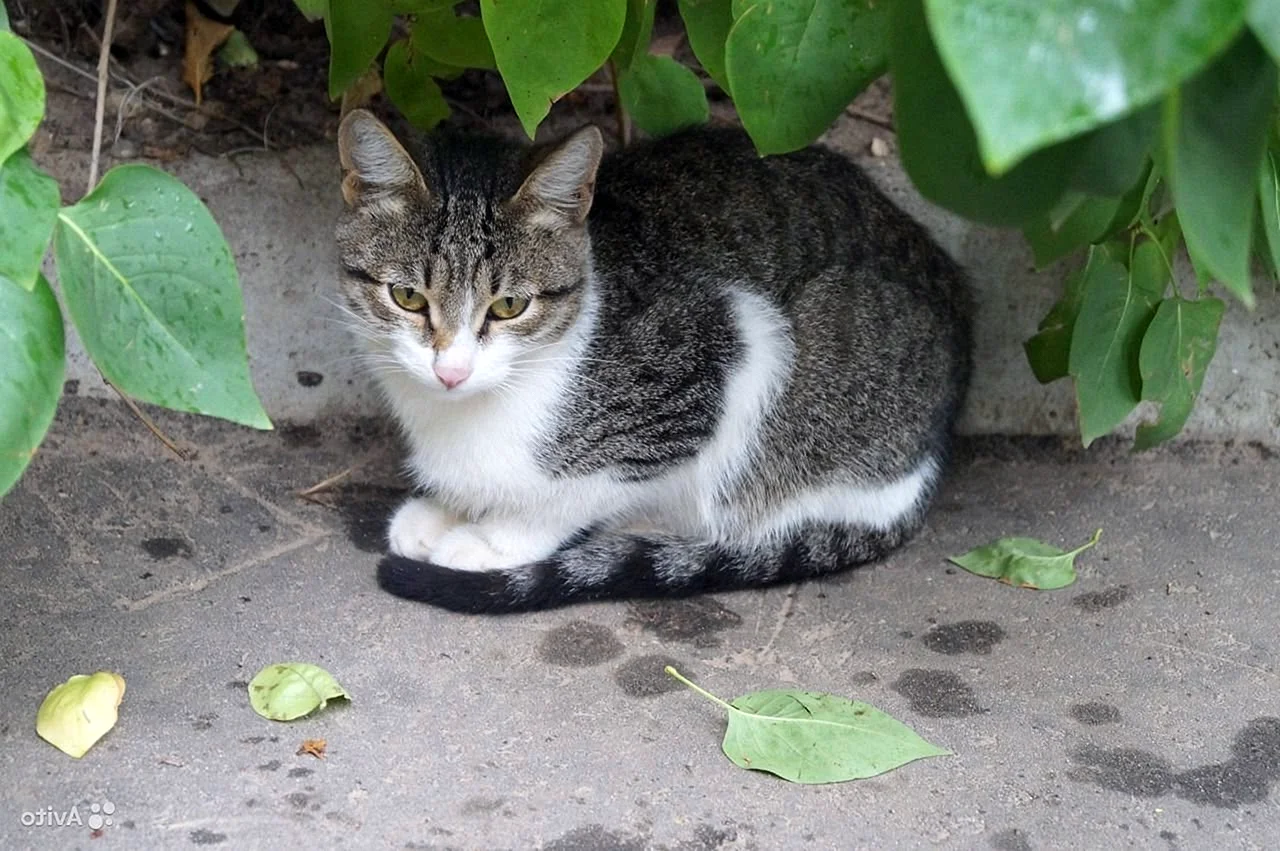 Тайский Крысолов кот