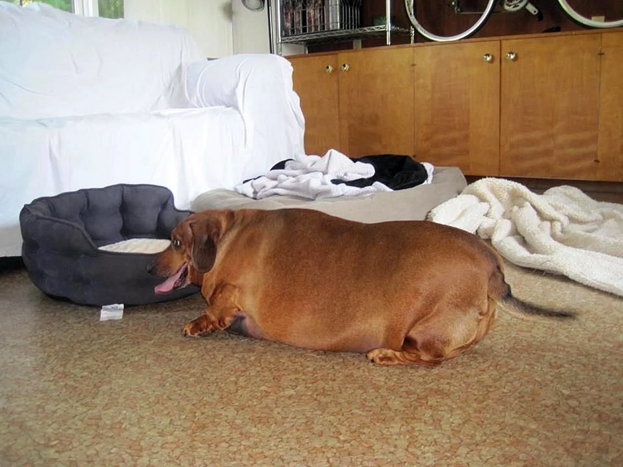 Такса собака толстая