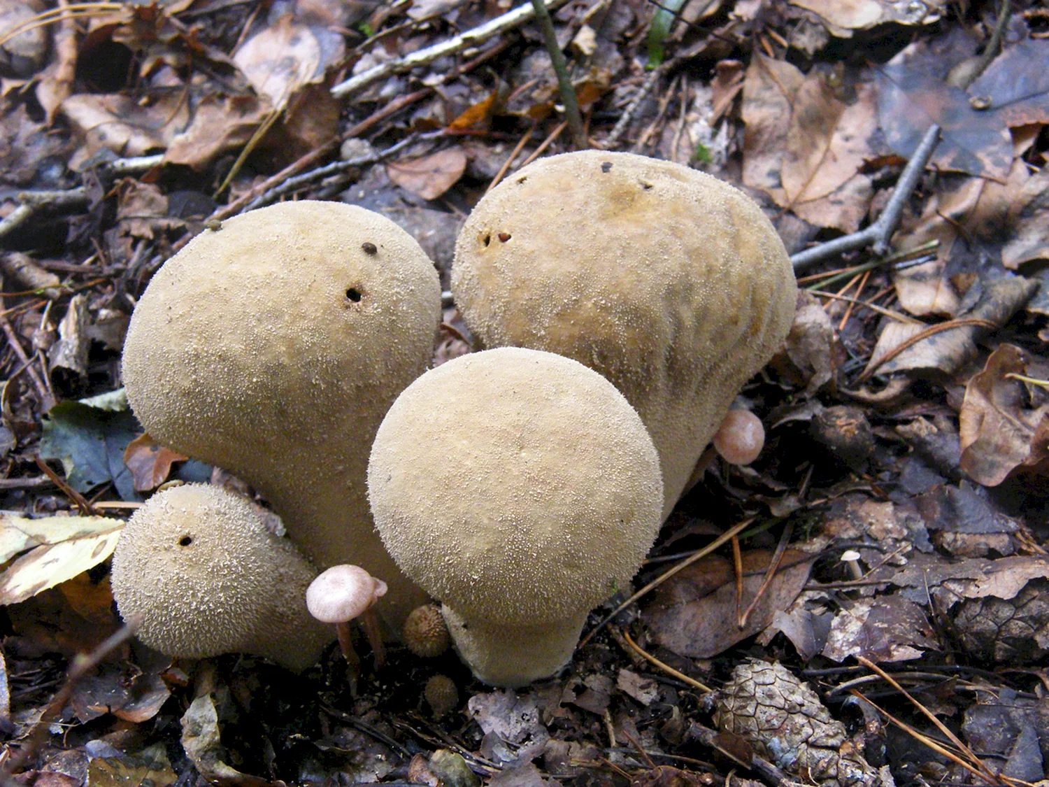 Таловики грибы