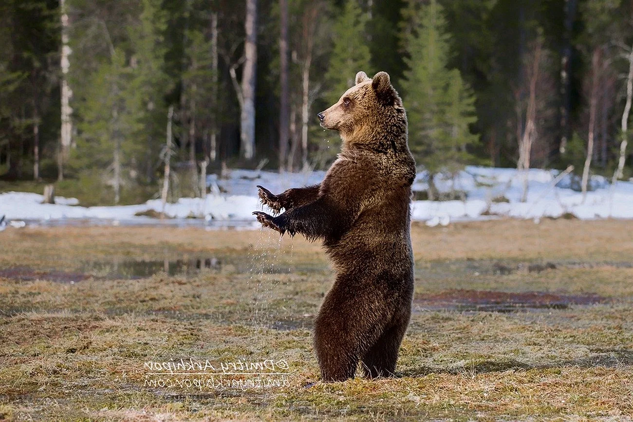 Танец медведя