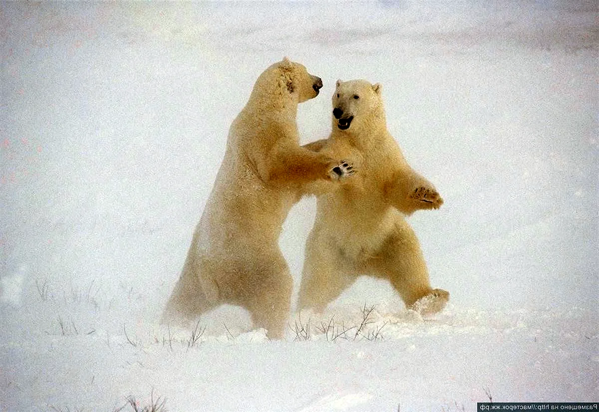 Танцующие белые медведи