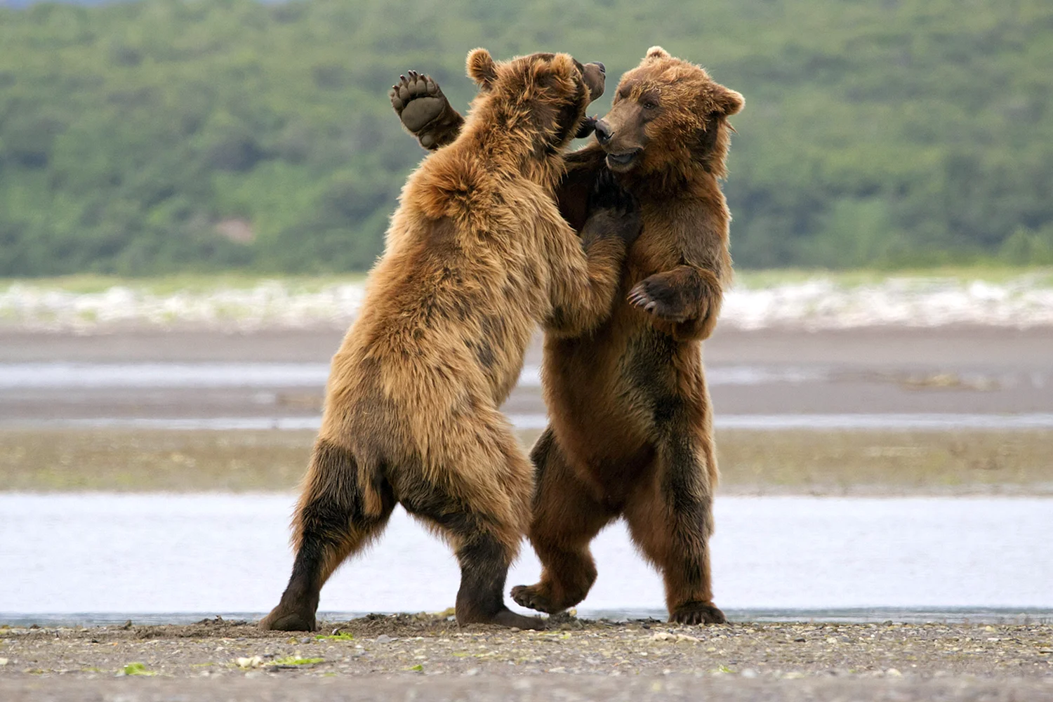 Танцующие медведи