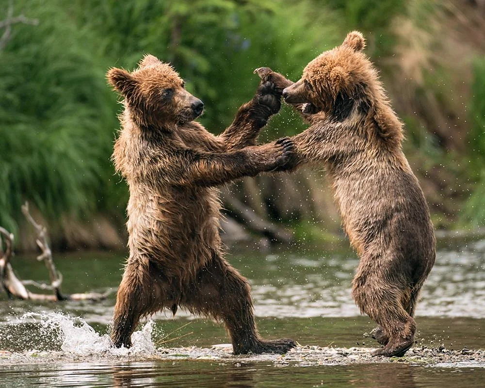 Танцующие медведи