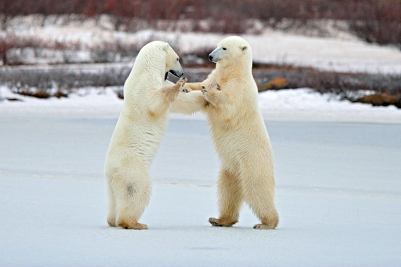 Танцующий белый медведь
