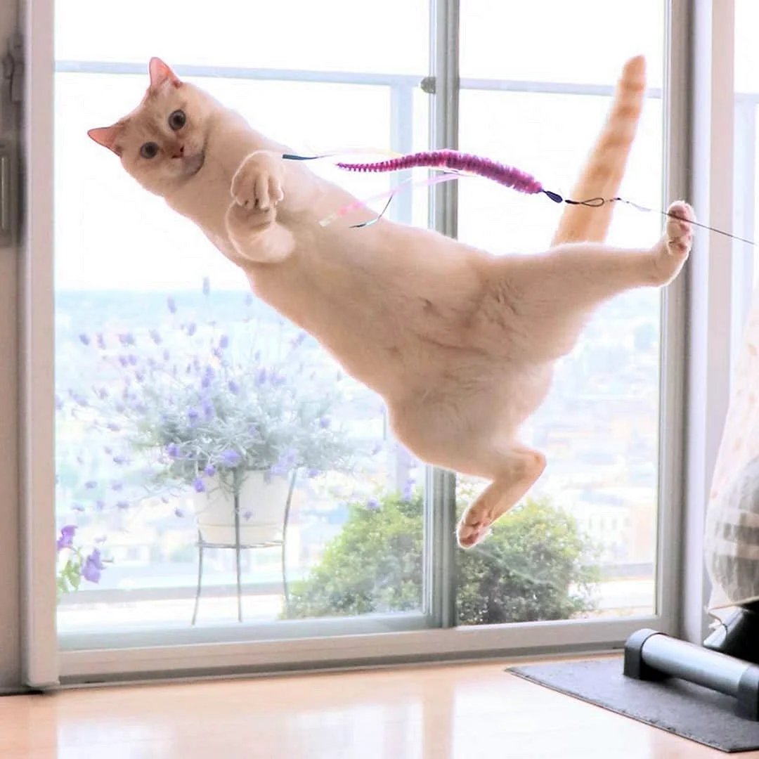 Танцующий кот Чако из Японии