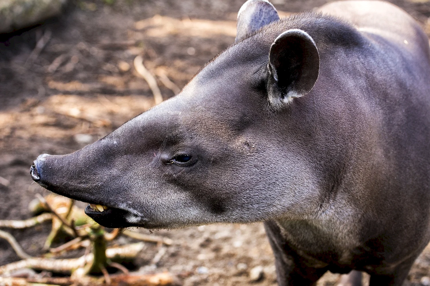 Тапир южноамериканский