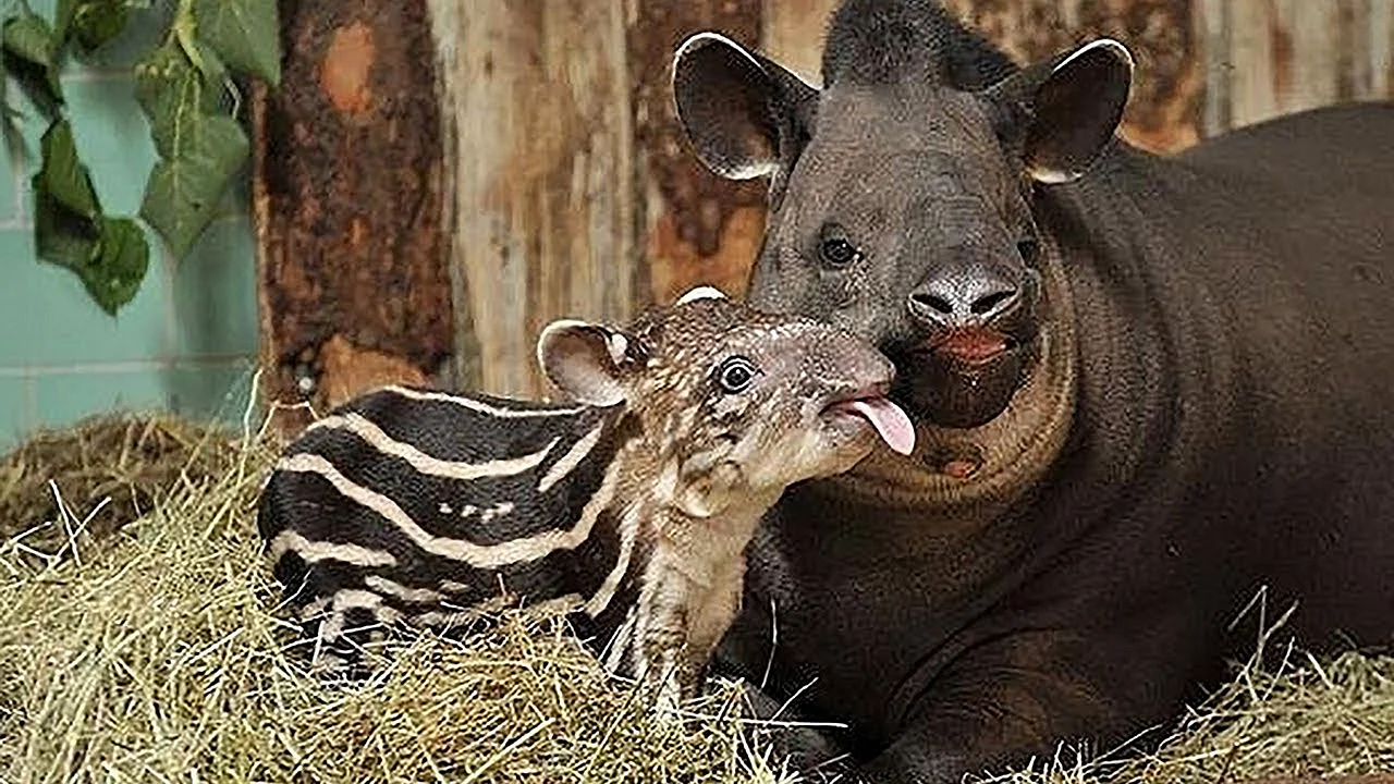 Тапир малыш