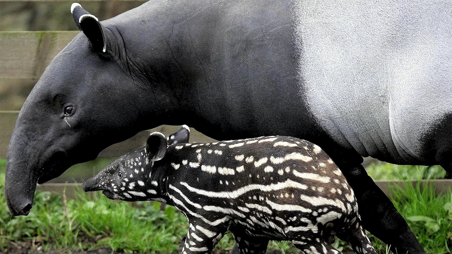 Тапир родственник носорога