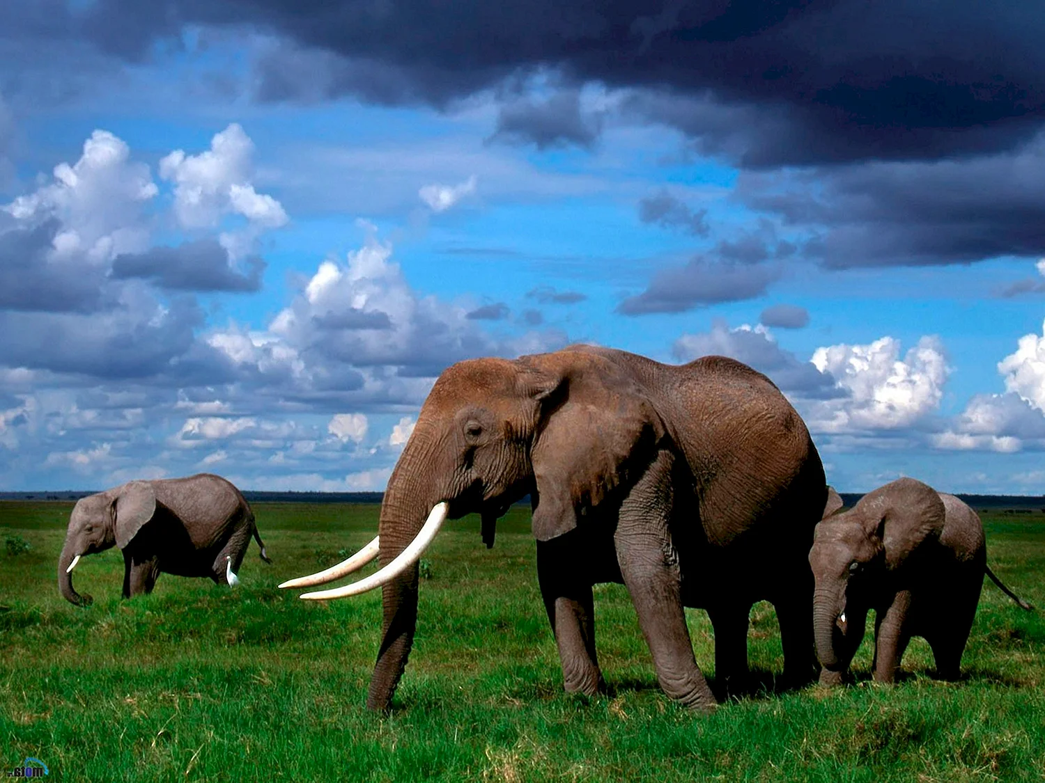 Тарангире национальный парк слоны