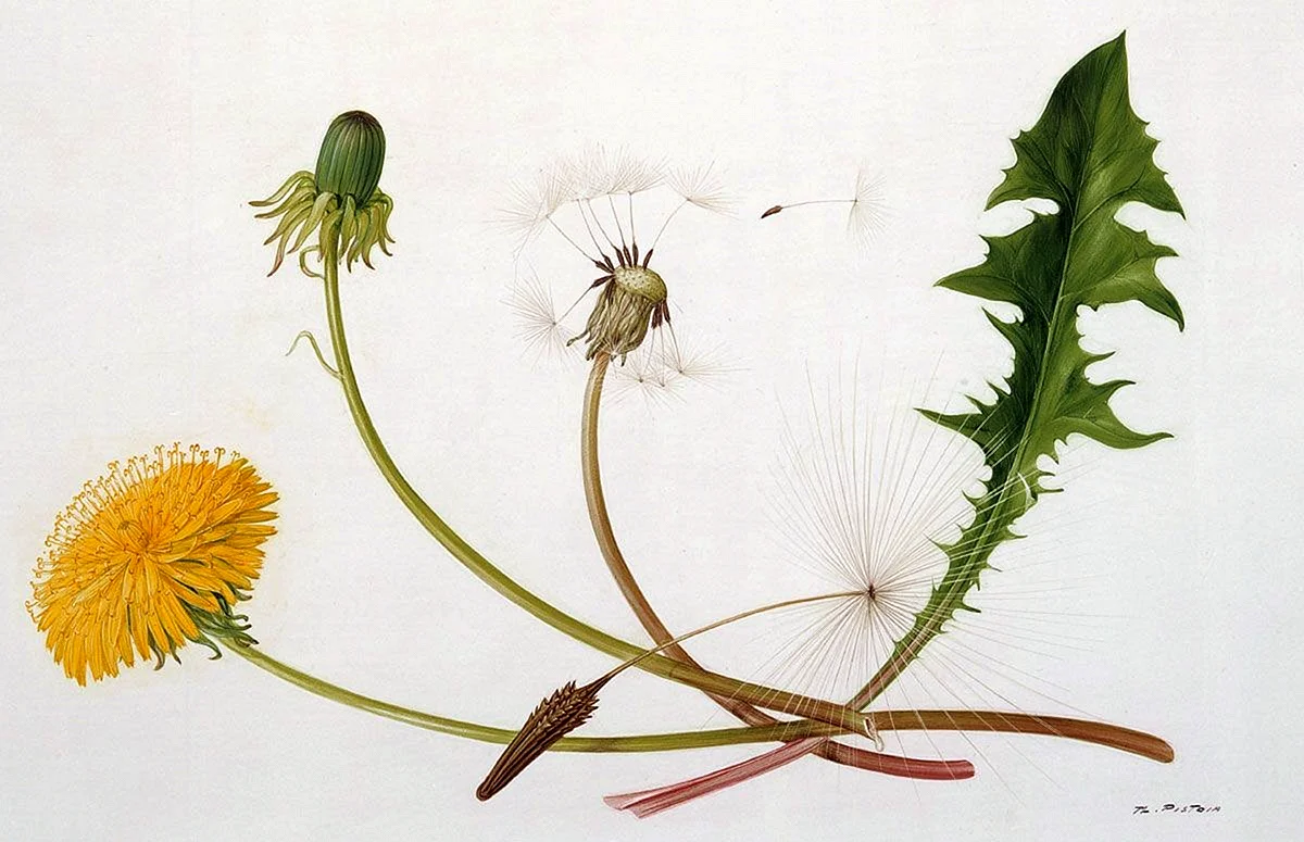 Taraxacum officinale Ботанический рисунок