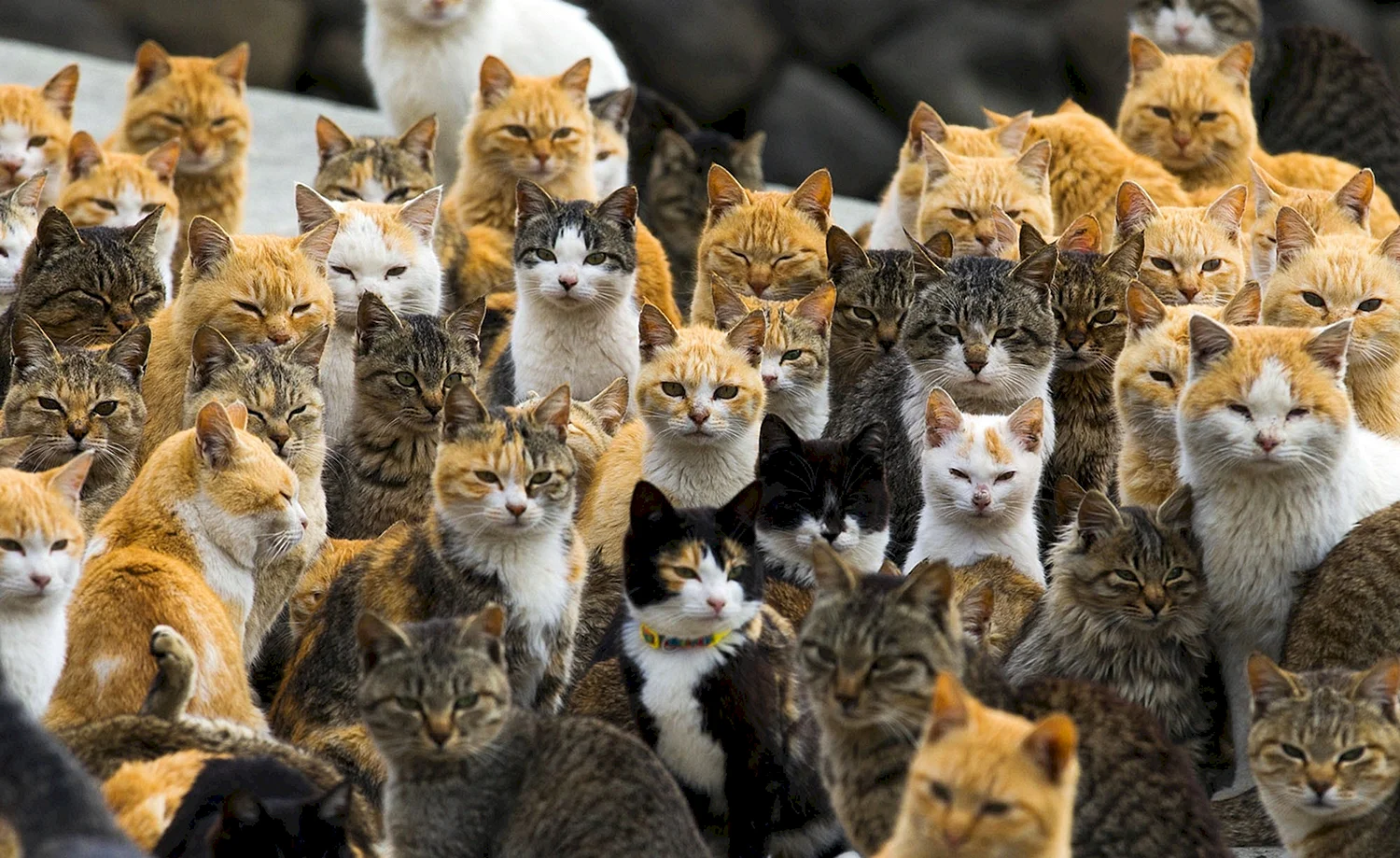 Тасиро остров кошек