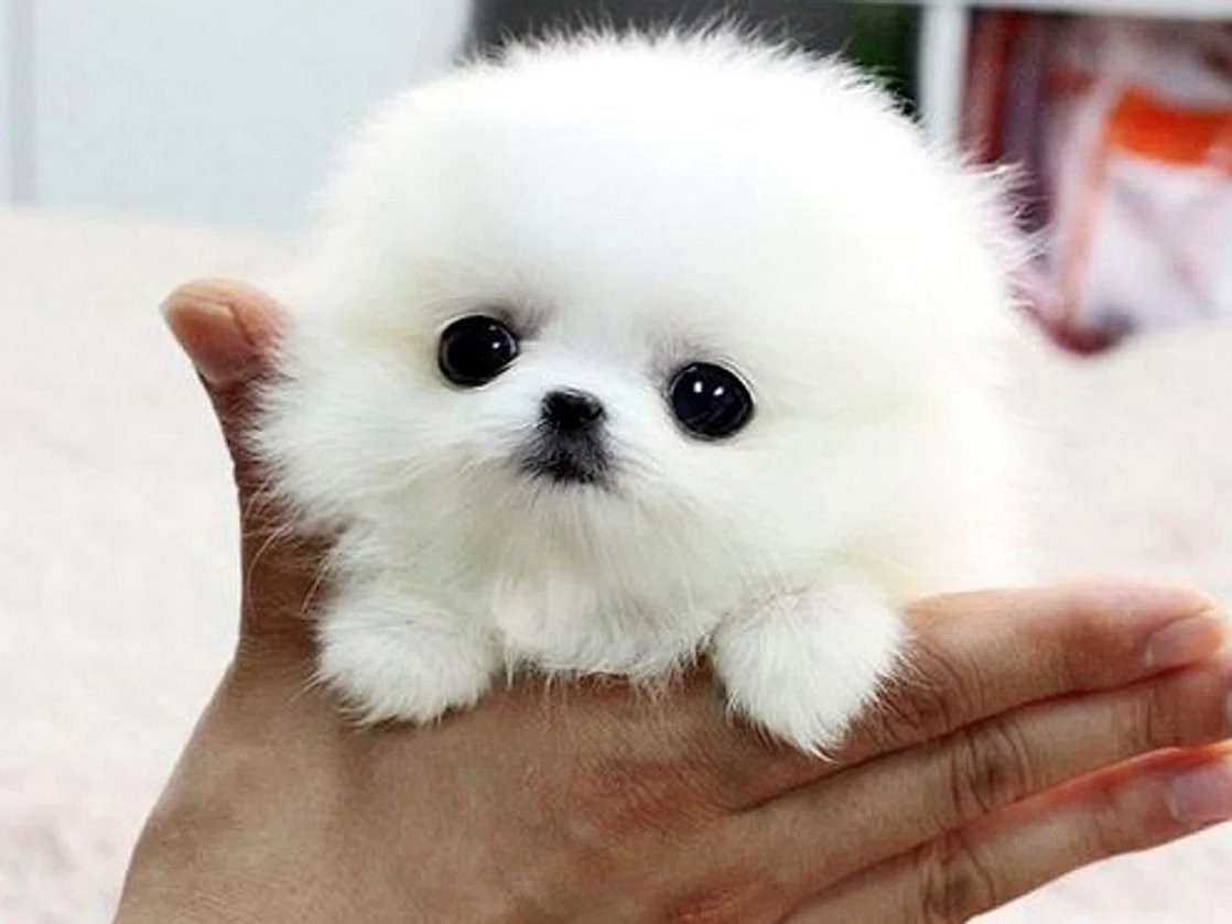 Teacup Pomeranian