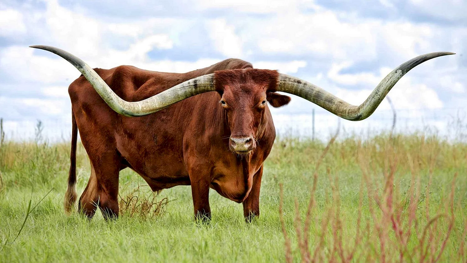 Техасский бык лонгхорн