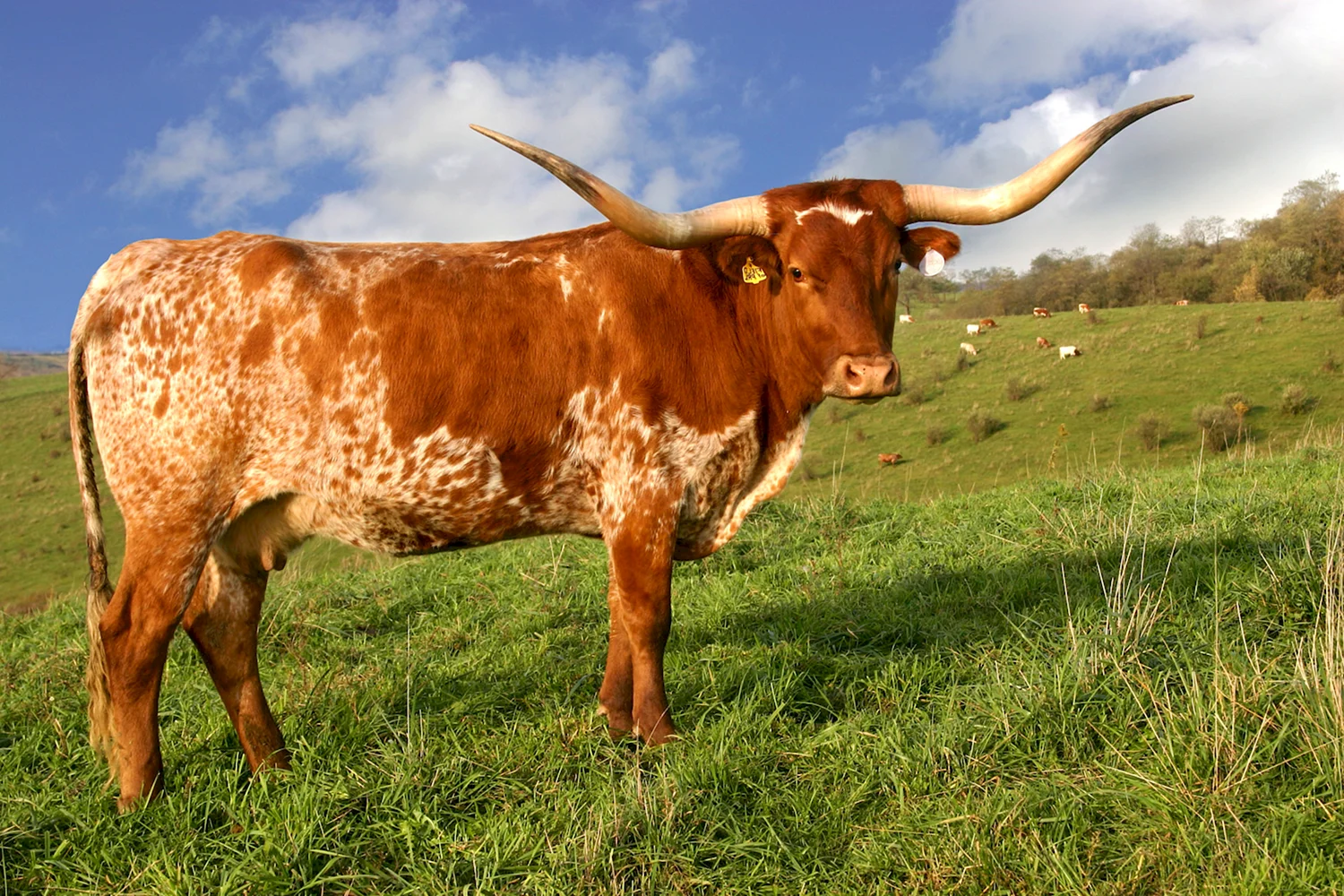 Техасский лонгхорн порода коров