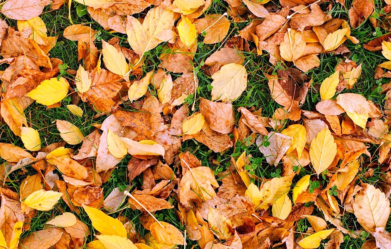Текстура опавших листьев
